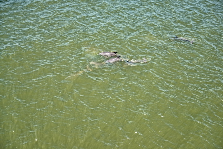 high-tide-aviation-tours-dolphins-swimming
